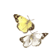 schmetterlinge3